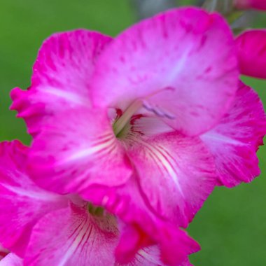 Pembe bir gladyatörün Macro fotoğrafı. Çiçek arkaplanı