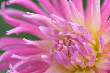 Pembe bir yıldız çiçeğinin yakın çekim makro görüntüsü..