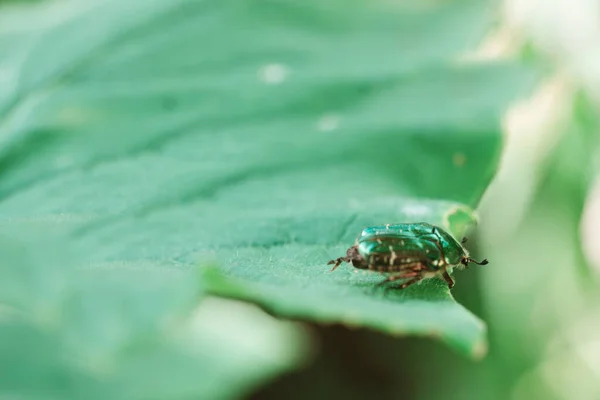 Beautiful metallic green bug on leaf isolated on blur background.