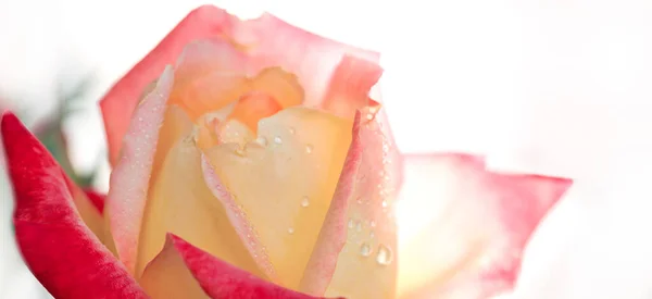宏观摄影自然绽放着一朵粉红色的玫瑰花蕾 背景开放玫瑰萌芽 — 图库照片