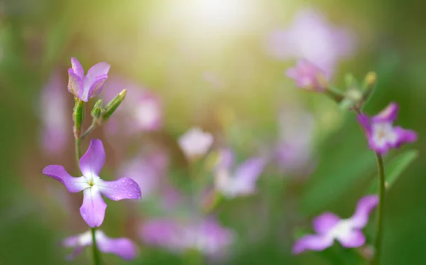 Flores Noturnas Primavera Violeta Suave Matthiola Longipetala Fundo — Fotografia de Stock