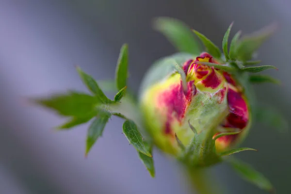 Macro Photo Nature Blooming Bud Pink Rose Background Opened Rose — Stock Photo, Image