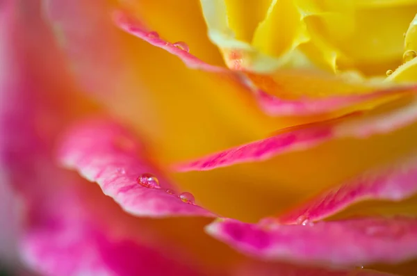 Macro Foto Natuur Bloeiend Van Een Rose Roos Achtergrond Geopend — Stockfoto