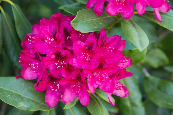 Макро Квітка Рододендрона Саду Являється Прекрасний Рожевий Азалій — стокове фото