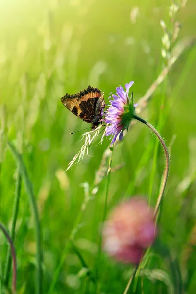 Бабочка Весеннем Цветке Среди Полей Лицензионные Стоковые Изображения