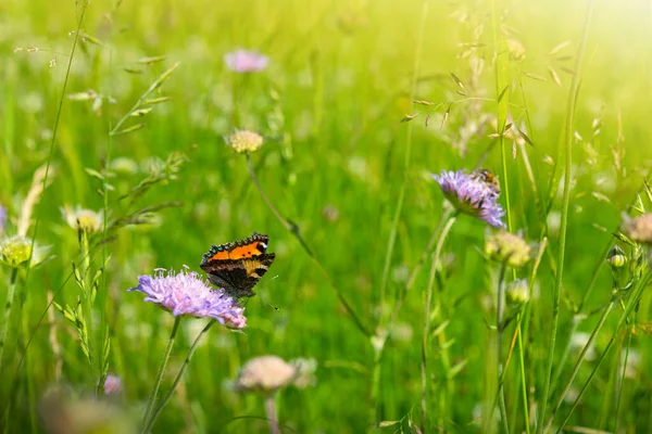 Borboleta Uma Flor Primavera Entre Campo — Fotografia de Stock