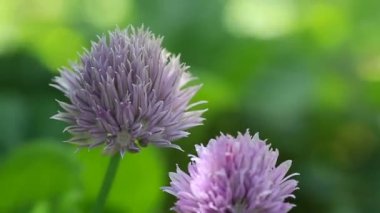 Purple Chives çiçekleri. Bahçede çiçek soğanları. Seçici odak.