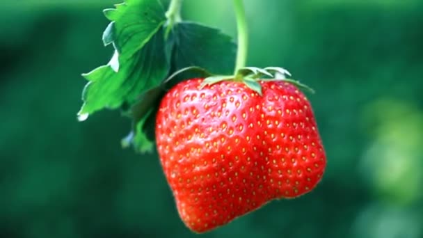 Jahodové Čerstvé Organické Ovoce Letní Zahradě Rostou Červené Jahody Detailní — Stock video