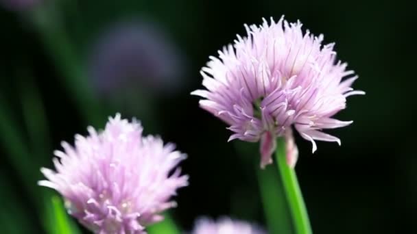 Πορφυρά Λουλούδια Ανθισμένα Σχοινόπρασο Στον Κήπο Επιλεκτική Εστίαση — Αρχείο Βίντεο