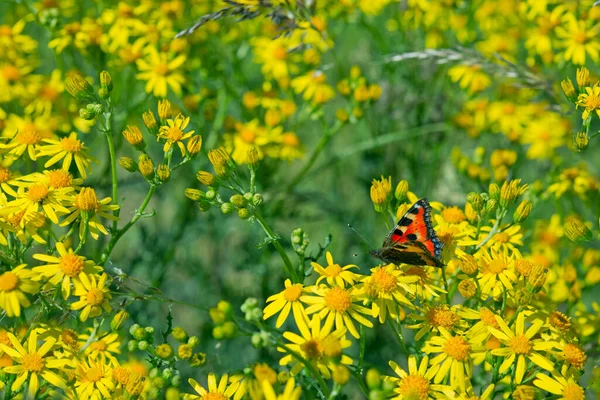 蝴蝶在田野里的春花上飞舞 — 图库照片