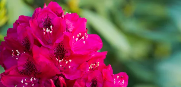 Makro Květ Rododendronu Detailní Záběr Krásné Růžové Azaleas Zahradě — Stock fotografie