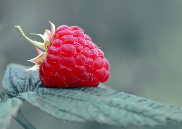 Raspberries Closeup Ripe Raspberry Fruit Garden — Stock Photo, Image