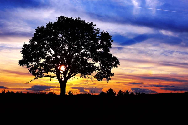 Tree on meadow at sunset with sun . Nature landscape background. Sunset under the tree.