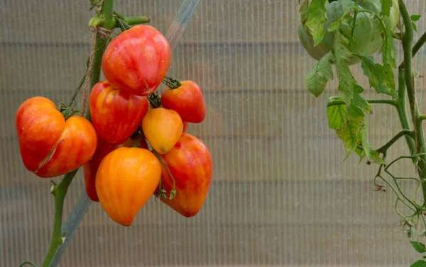 Tomates Rusos Naranjas Naturales Maduros —  Fotos de Stock
