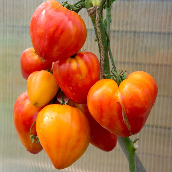 Tomates Rusos Naranjas Naturales Maduros — Foto de Stock