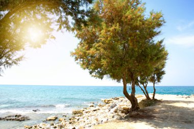 Denizde ve ağaçta parlayan güneş