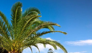 Mavi gökyüzü manzarası ve palmiye dalları