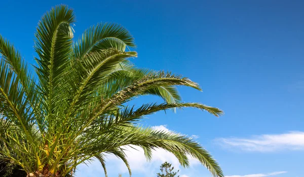 Blue Sky Landscape Palm Branches — Foto de Stock