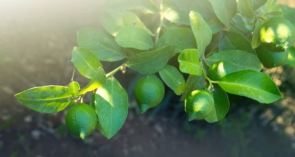 Olgun Limon Ağacına Asılı Limon Büyüyen — Stok fotoğraf