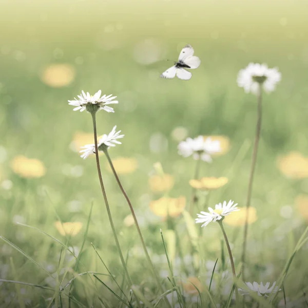 Schöner Schmetterling Der Sich Von Einer Hellen Margeritenblume Ernährt — Stockfoto