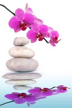 Zen taşlar ve sudaki yansıması ile orkide.