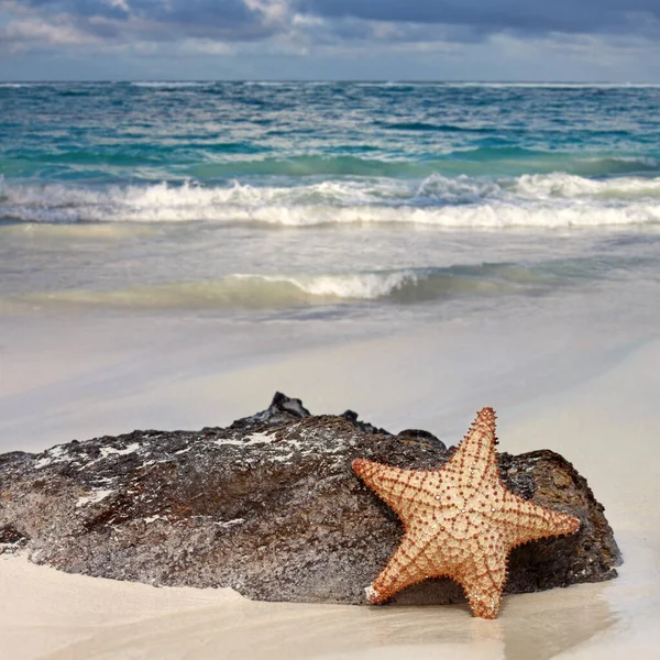 Starfish White Sandy Beach Dominican Republic Copy Space Your Text — Stock Photo, Image