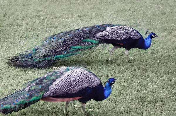 A pair of blue peacocks, male and female, on green grass in botanical garden