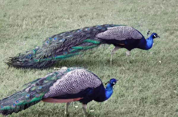 Een Paar Blauwe Pauwen Mannetje Vrouwtje Groen Gras Botanische Tuin — Stockfoto