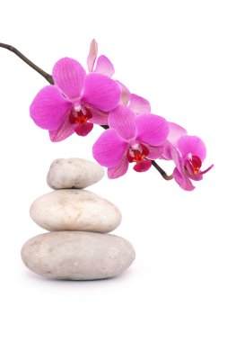 Zen stones and pink orchid isolated