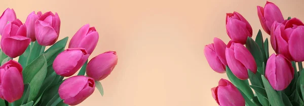 Pink tulip flowers border isolated on background