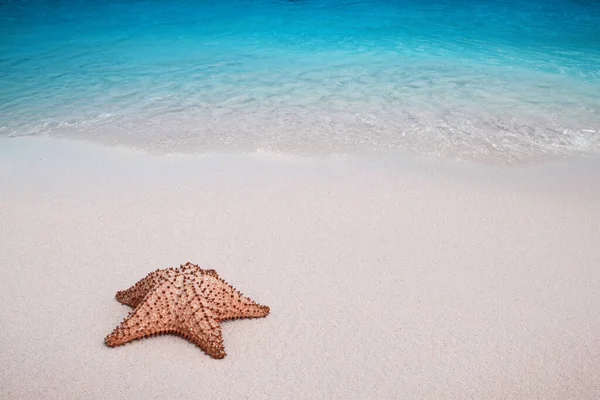 Starfish White Sandy Beach Dominican Republic Copy Space Your Text — Foto de Stock