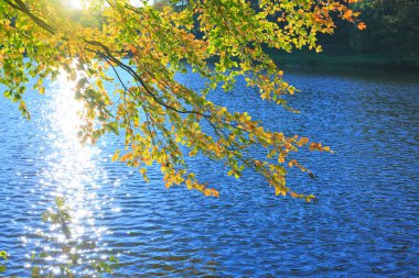 Güneş ve orman gölündeki kayın yapraklarıyla sonbahar arkaplanı. Doğa arkaplanı.