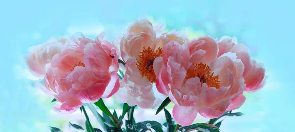 Розовый Пионский Цветок Закрывается Цветочный Фон — стоковое фото