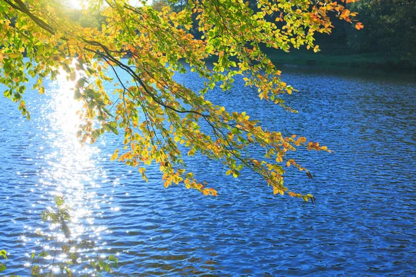 Sfondo Autunnale Con Foglie Faggio Sul Lago Sole Foresta Sfondo — Foto Stock