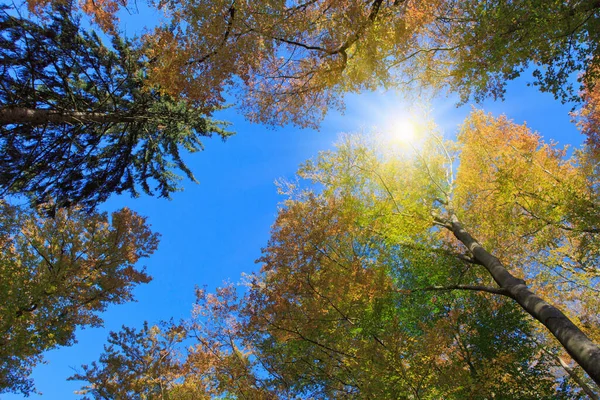 Lumière Soleil Dans Forêt Automne Avec Hêtres Ciel Bleu — Photo
