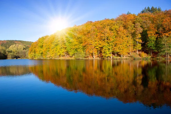 Autumn beech trees on the sun and forest lake. Reflection autumn colorful trees .