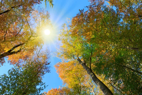 Sunlight Autumn Forest Beech Trees Blue Sky — Stock Photo, Image