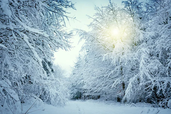 Białe Drzewa Lesie Pokryte Śniegiem Tło Świąteczne — Zdjęcie stockowe