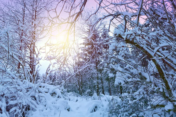 Arbres Blancs Dans Forêt Couverte Neige Fond Noël — Photo