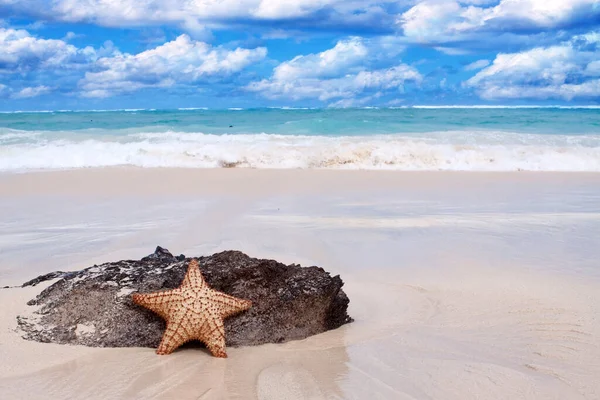Starfish White Sandy Beach Dominican Republic Copy Space Your Text — Foto de Stock