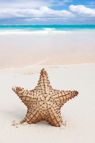 Estrella Mar Caribeña Sobre Playa Arena Blanca Ondulada Copia Espacio — Foto de Stock
