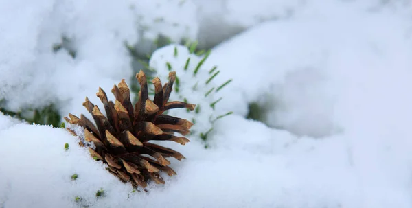 Spruce Branches Pine Cone Isolated Snow — Stock Photo, Image
