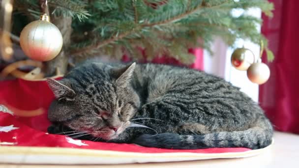 灰色の猫は クリスマス ツリーの下で眠る — ストック動画