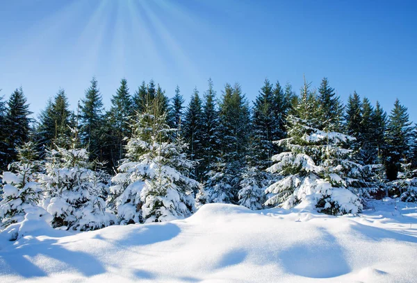 Západ Slunce Zimním Lese Přírodní Pozadí Sněhem — Stock fotografie