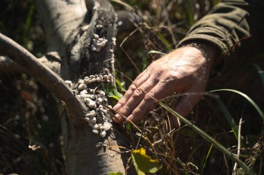 Bir adam ormanda yürürken üzerinde mantar olan ağaç gövdesine dokunuyor.
