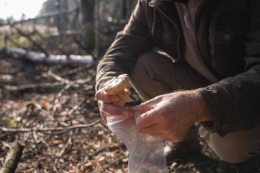 Mantar toplayıcısı mantar kesip plastik torbaya koyuyor.