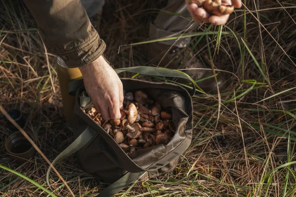 Homme avec sac plein de champignons marchant dans la forêt d'automne et jouissant avec son passe-temps — Photo