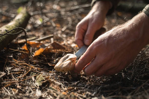 Unrecognizable man holding knife and picking mushrooms for cooking — Stock Photo, Image
