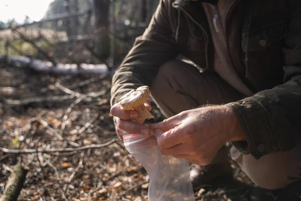 Mushroom picker cutting mushroom and putting it at the plastic bag — Stock Photo, Image