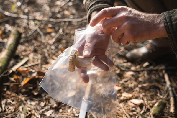 Homme mûr ramassant des champignons et le mettant au sac en plastique — Photo